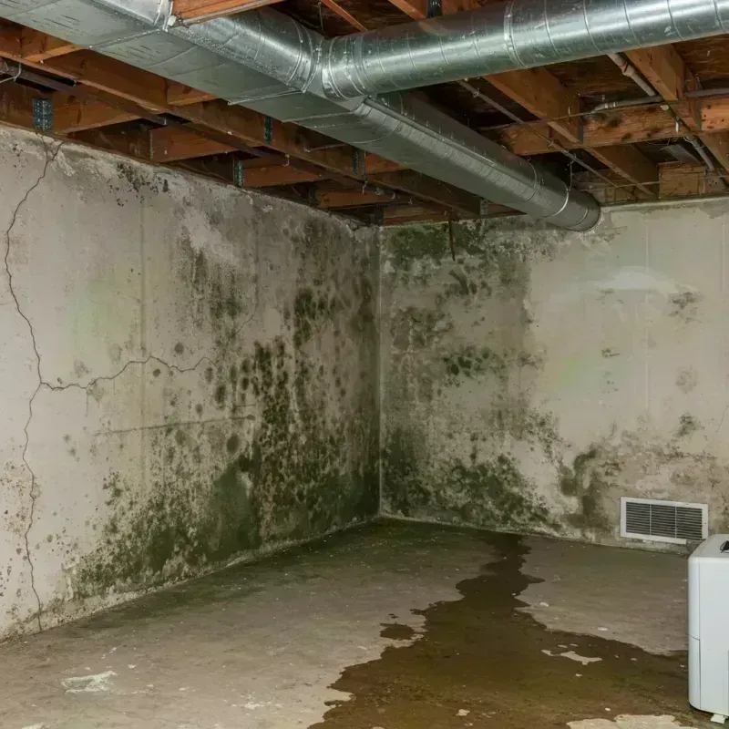 Professional Mold Removal in Lake Summerset, IL